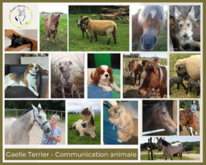 communication animale soins énergétiques